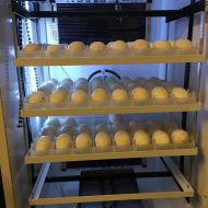 Incubator profesional cu intoarcere automata IP-3, 1326 oua prepelita - 528 oua gaina - 378 oua rata / curca - 192 oua gasca