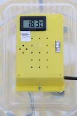 Incubator cu afisare temperatura CLEO 5T, 60 oua gaina - 42 oua curca - 50 oua rata - 30 oua gasca - 150 oua prepelita